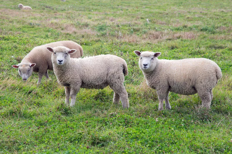 tres-ovejas-en-un-campo-de-granja-98591826