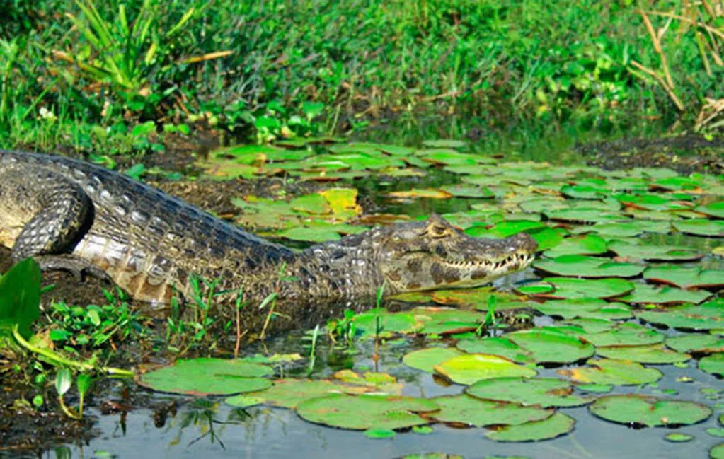 Esteros del Iberá_03