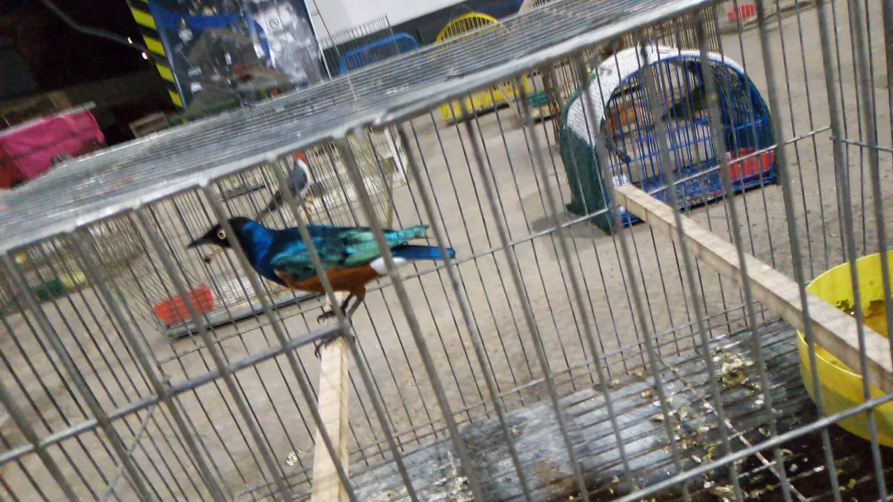 Tráfico de aves en Chajarí_02