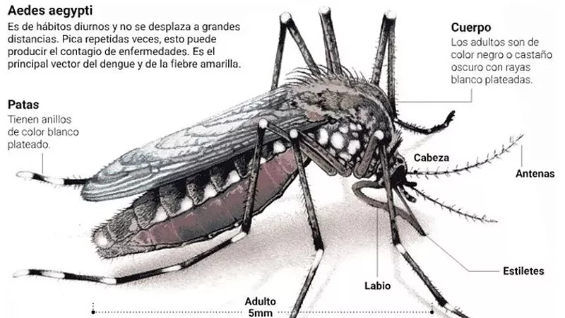 dengue 2