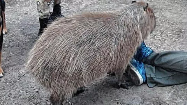 CARPINCHO DOMESTICADO