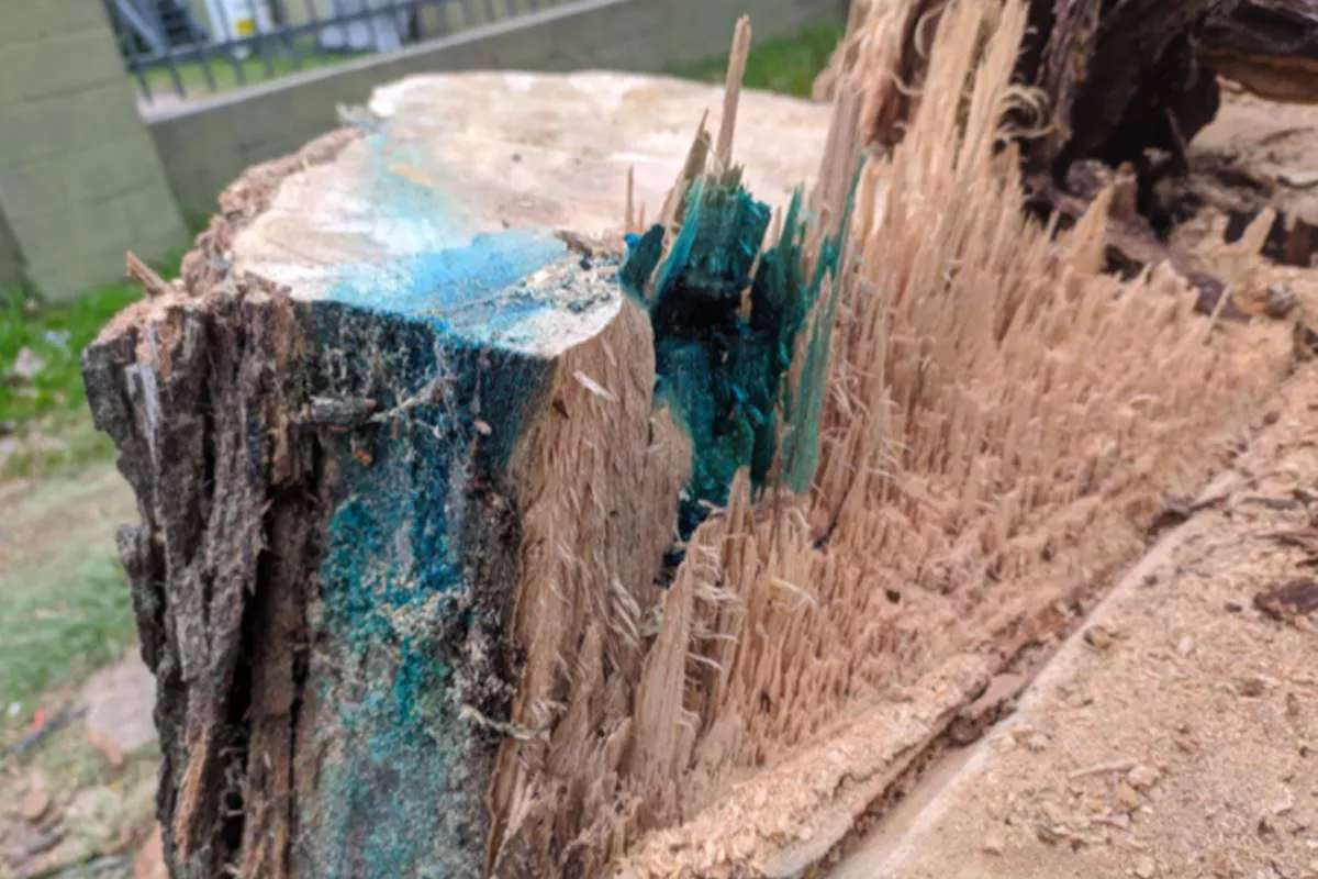 el peligro de matar arboles (1)