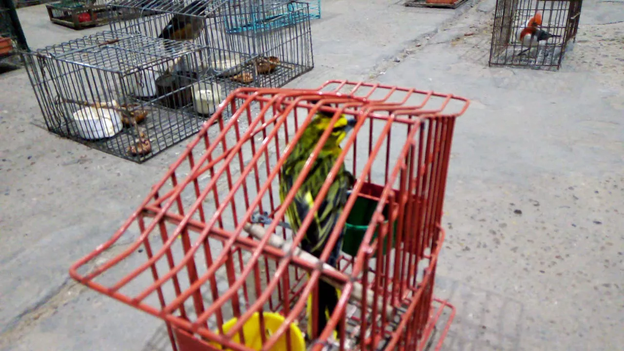 Tráfico de aves en Chajarí_03