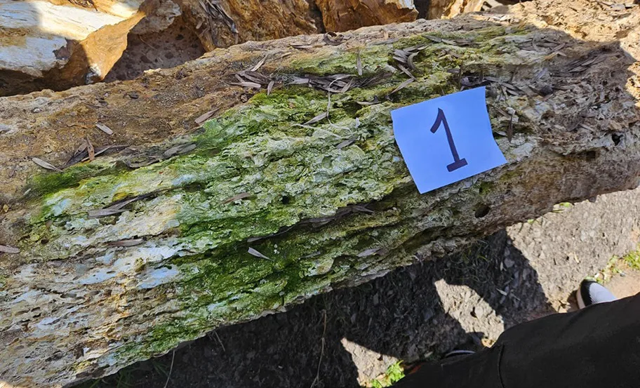 fósiles 2