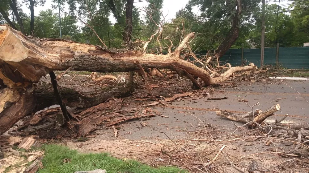 el peligro de matar arboles (1)