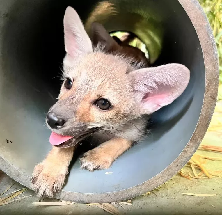 día del animal 3