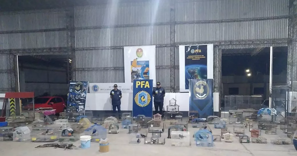 Tráfico de aves en Chajarí_05