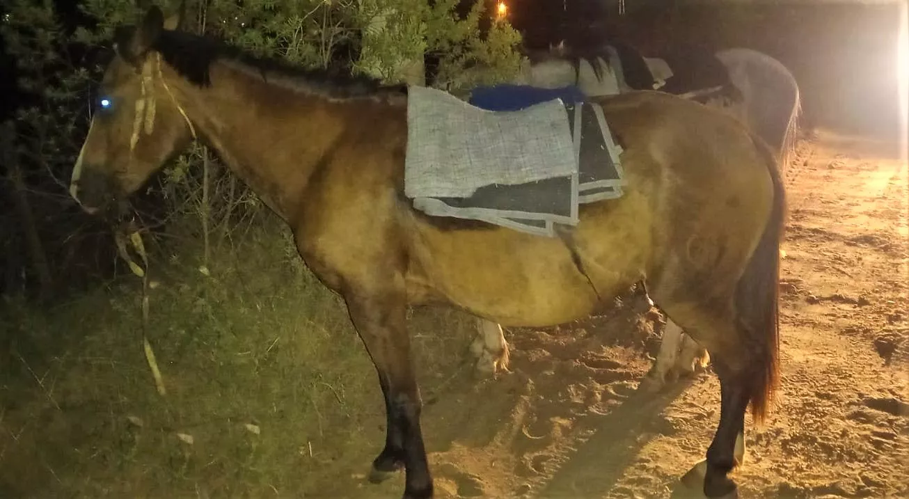 caballo