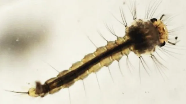 larvas-mosquitos-dengue-aedes-aegypti-3jpg