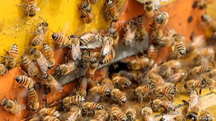 miel, abejas