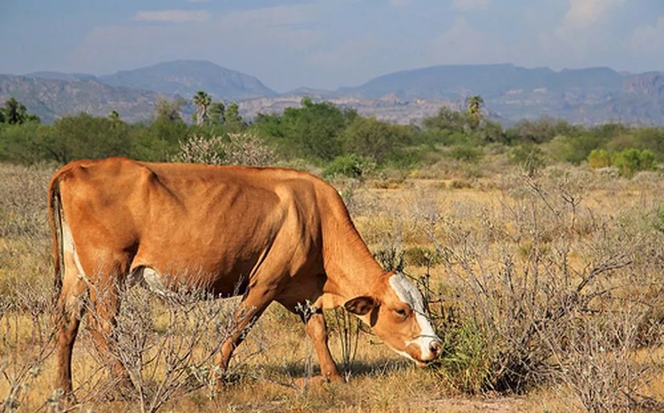 Ganado - sequía