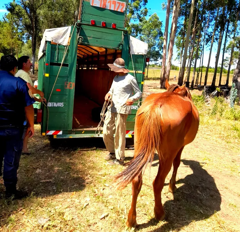 OPERATIVOS - TRACCIÓN A SANGRE - MALTRATO ANIMAL (17)