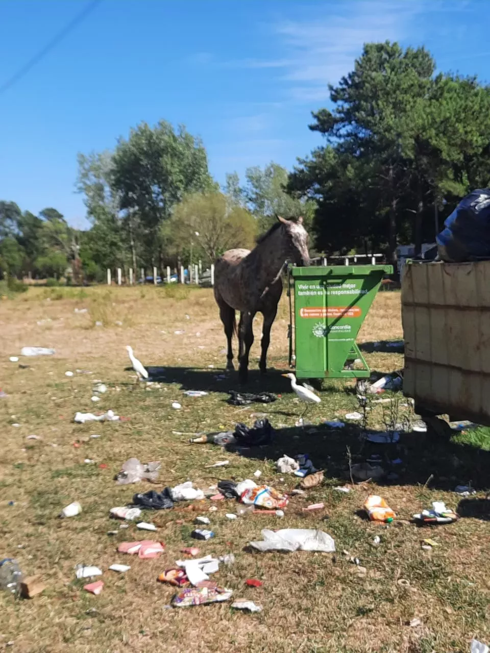 equino