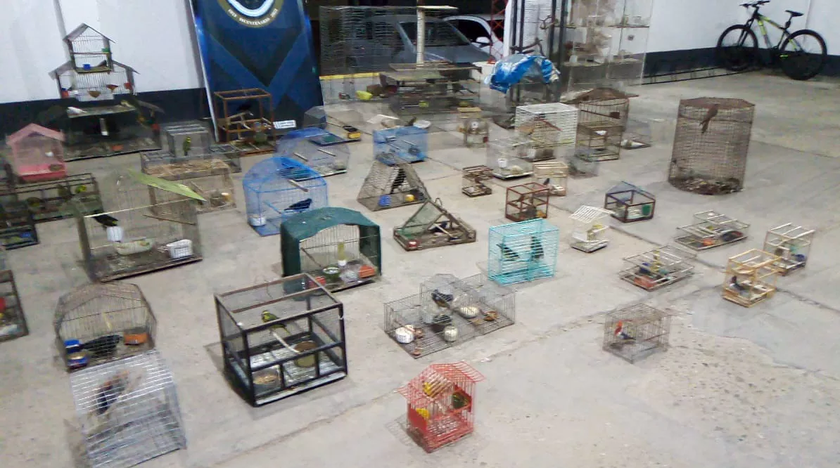 Tráfico de aves en Chajarí_04