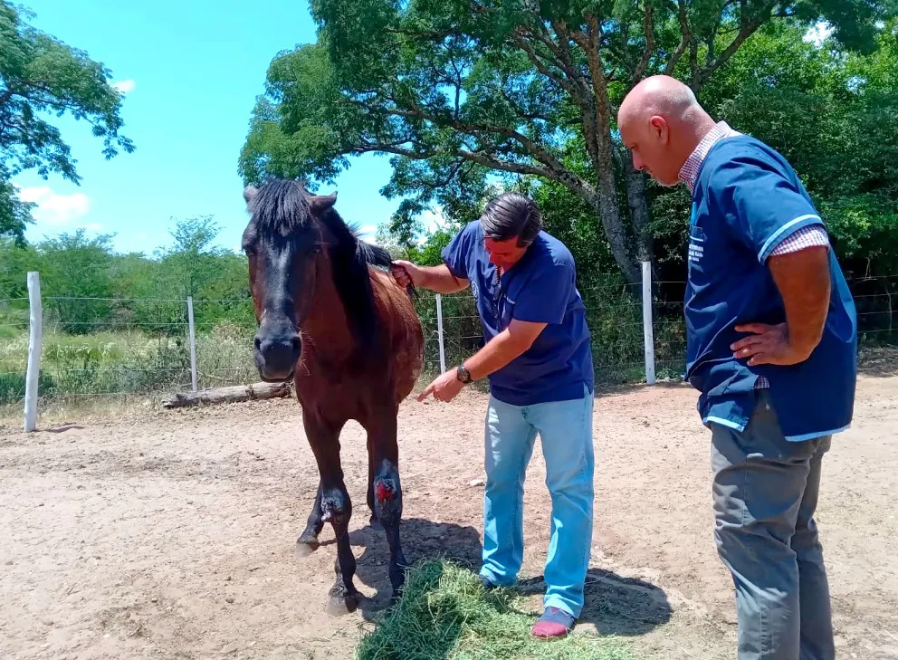 OPERATIVOS - TRACCIÓN A SANGRE - MALTRATO ANIMAL (12)