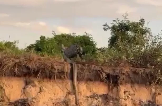 Yaguareté_1