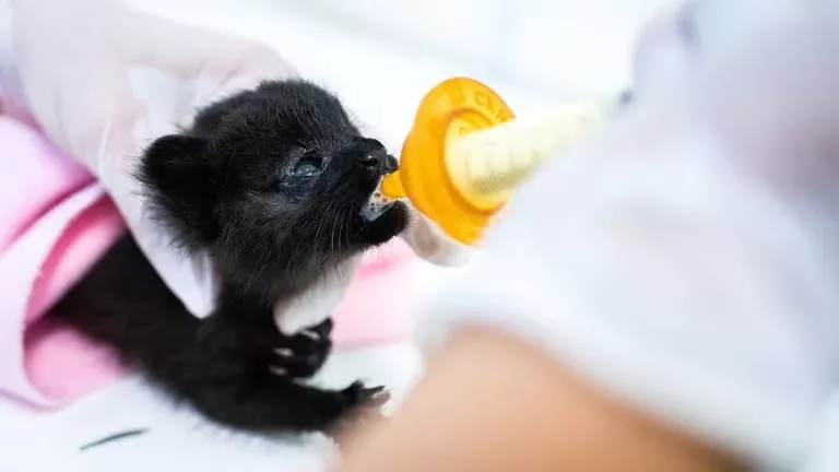 día del animal 2