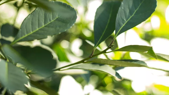 la-planta-de-la-yerba___o22CGm4Ts_720x0__1