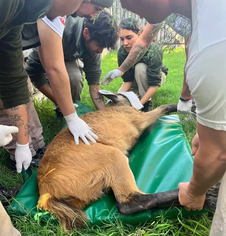 día del animal 4