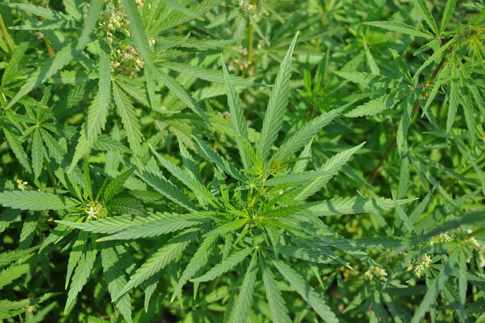 cannabis hoja