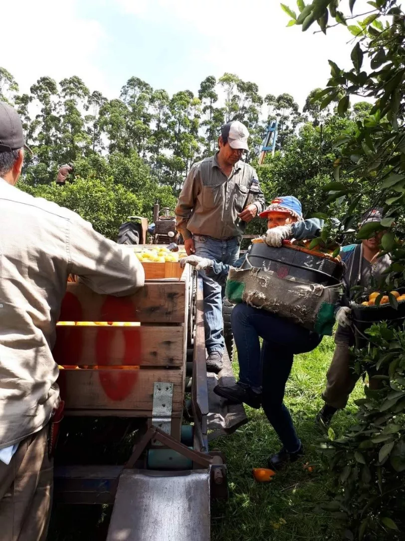 OBREROS DE LA FRUTA 002