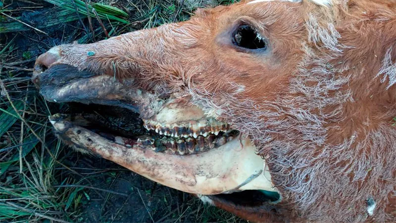 ANIMALES MUTILADOS 2