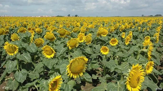Girasol