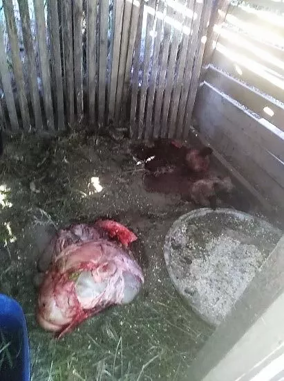 Cuatreros