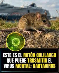 raton