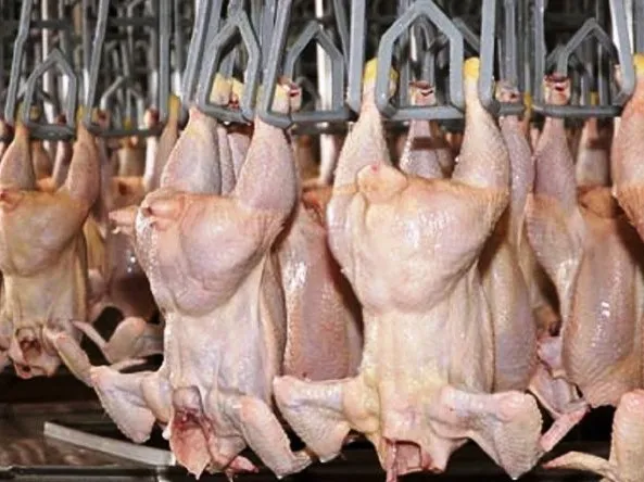 exportación, aves