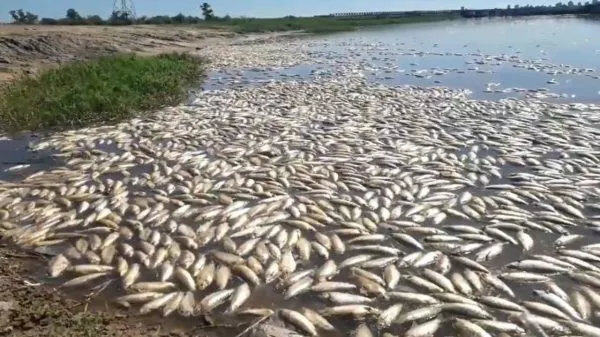 Mortandad de peces