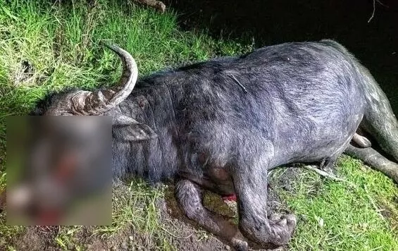 Búfalo_1