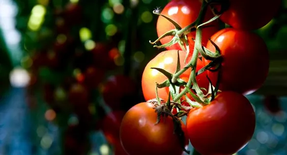 TOMATES
