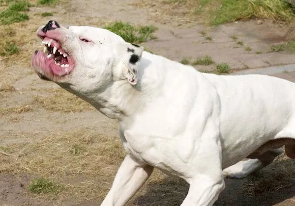 perro malo