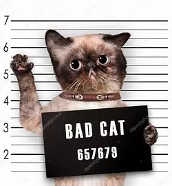 gatoooo