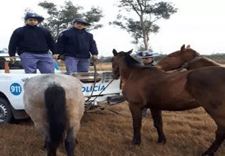 Ladrones de caballos_2