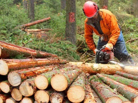 forestal, madera
