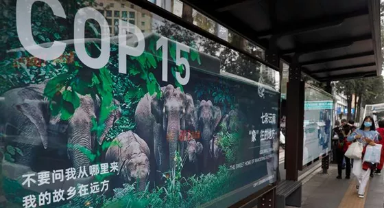 COP15