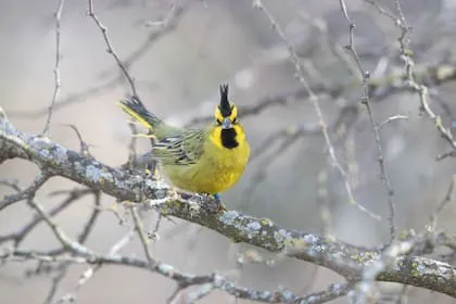 cardenal amarillo