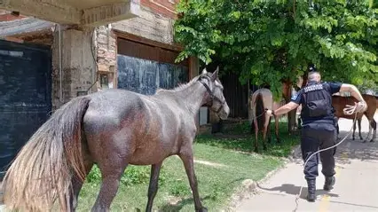 caballo