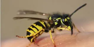 avispa