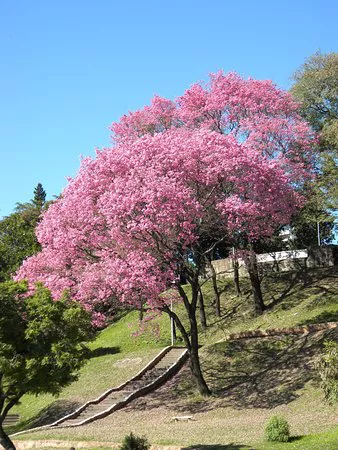 lapacho-rosado