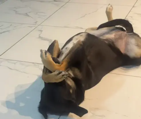 perro