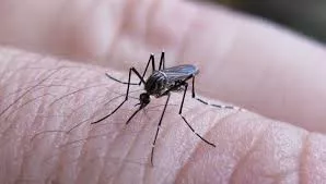 Mosquito