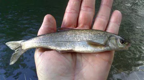 boga