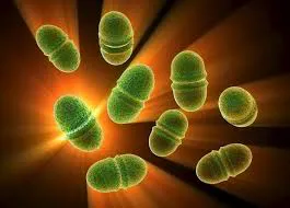 esterococcus