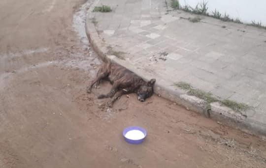 Envenenamiento de animales