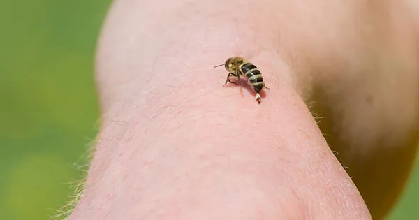 tips-evitar-picadura-abeja-avispa-avispon