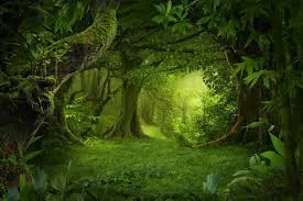 jungla