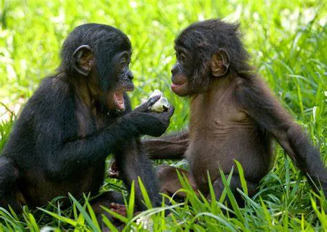 bonobos